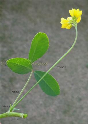  Inflorescence